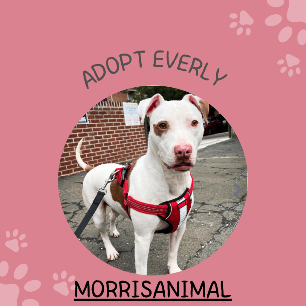 Everly for adoption