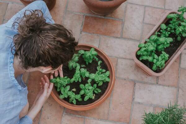 planting plants