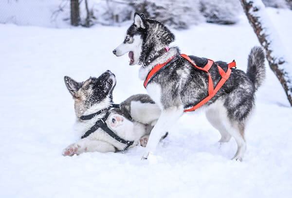 PUPS playing in the snow