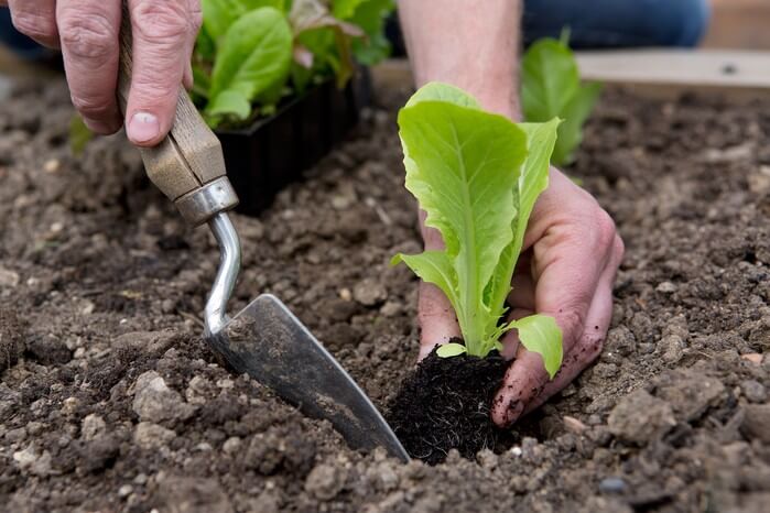 gardening