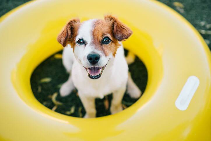 Best Dog Breeds for Summer - CoCarting