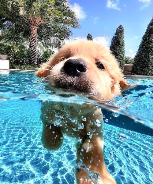 best summer dog breeds
