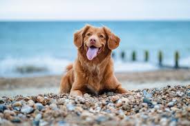 summer dogs